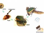 Cyborg beetle