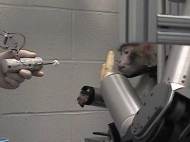 monkey-with-robot-arm