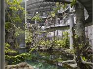 California Academy of Sciences rainforest