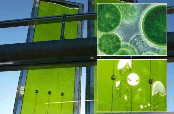 algae-bioreactor-panel-1