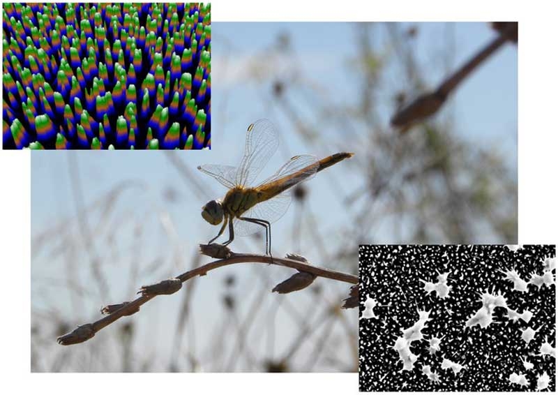 anti-bacterial-surface-dragonfly