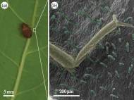 bedbug-kidney-bean-leaf-1