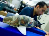 Pablo Valdivia Y Alvarado, a research affiliate in the Department of Mechanical Engineering, works in his lab on a robotic fish