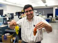Professor Kamal Youcef-Toumi holds two robotic fishes