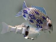 The world's first robotic fish, unveiled in 2005, are used in a project in order to detect the pollution in oceans, lakes, rivers and seas. 