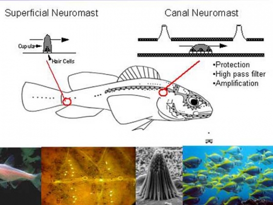 fish-neuromast