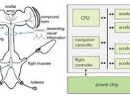 The figure illustrates a functional description of the insect nervous system (for Diptera) as well as a hybrid architecture block diagram of the physical manifestation of functions that correspond to the inner workings of the nervous system