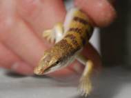 Sandfish lizard inspired development of a new robot capable to move through sand