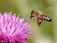 flower-honeybee