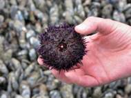sea-urchin-hand