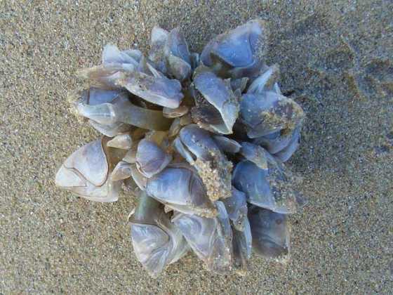 dosima-fascicularis-buoy-barnacle dosima-fascicularis-buoy-barnacle