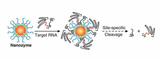 uf-nanozyme uf-nanozyme