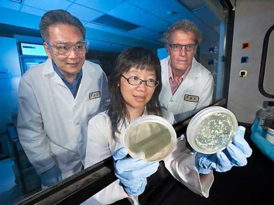 ars-thymol-research-2 ars-thymol-research-2