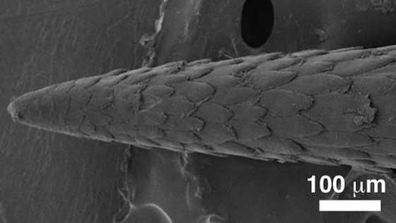 natural-quill-digital-photo-and-sem natural-quill-digital-photo-and-sem