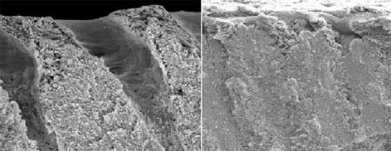 dentin-reforming-mussels-adhesive dentin-reforming-mussels-adhesive