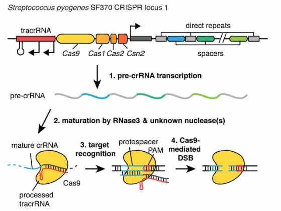 crispr-processing-1 crispr-processing-1