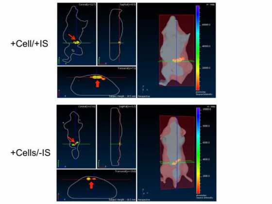nanosensors-mice nanosensors-mice