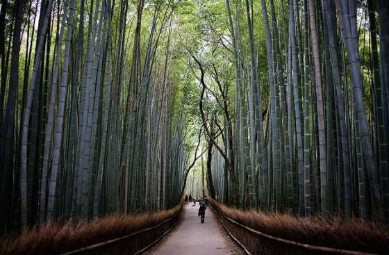 arashiyama-bamboo-forest arashiyama-bamboo-forest