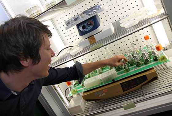 creating-biofuel-from-cyanobacteria creating-biofuel-from-cyanobacteria