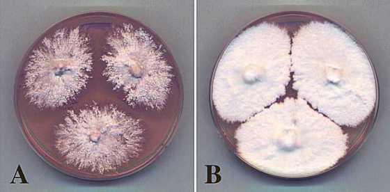 mycelium-1 mycelium-1