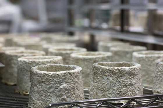 mycelium-2 mycelium-2
