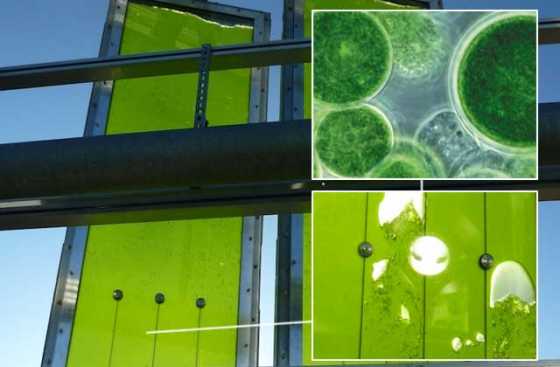 algae-bioreactor-panel-1 algae-bioreactor-panel-1