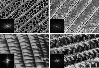 FESEM images of as-synthesized titania photoanodes templated from butterfly wings with different colors. (a, b) Quasi-beehive structures synthesized in different conditions; (c, d) shallow concavities structures in different conditions biomimicry-of-butterfly-wings1