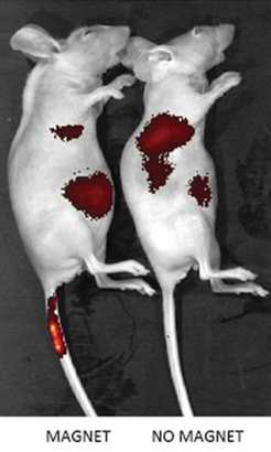 mice-magnet-tail mice-magnet-tail