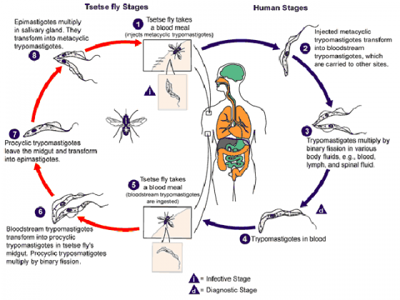 african-trypanosomiasis-life-cycle african-trypanosomiasis-life-cycle