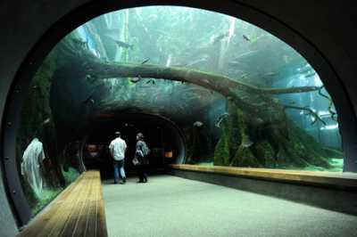 california-academy-of-sciences-tunnel