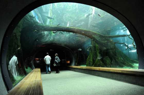 california-academy-of-sciences-tunnel california-academy-of-sciences-tunnel