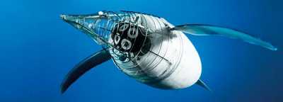 cc_08_09_aquapenguin_4_500px.jpg