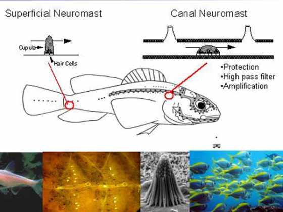 fish-neuromast fish-neuromast