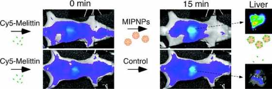 plastic-antibodies-2 plastic-antibodies-2