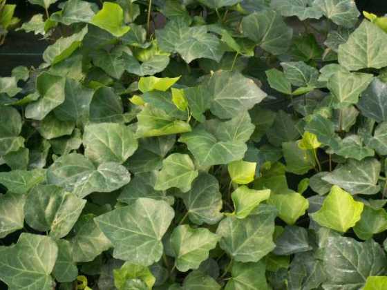 Hedera helix (English ivy) Hedera helix (English ivy)