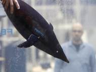 A man watches as an electronic Aqua Penguin is let into water in a tank at the booth of Festo at the Hanover industrial fair in Hanover, Germany