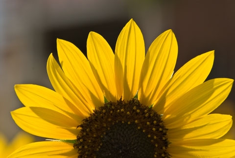 sunflowerslg005.jpg