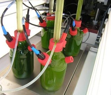 biosolar-hydrogen-production-with-chlamydomonas-reinhardtii
