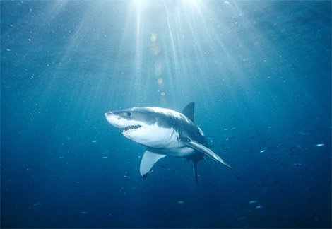 greatwhiteshark The world of microorganisms is a dynamic one and all forms 