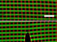 A nanofabric can withstand small tear without compromising the integrity