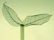 iron-carbide-leaf