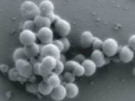 Mycoplasma mycoides JCVIi-syn-1.0