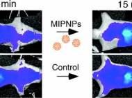 Fluorescence image of the biodistribution of melittin and MIP nanoparticles in treated and control mouse