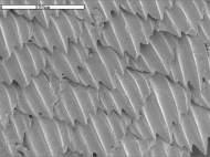 Enlarged Sharklet texture
