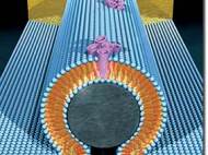 An artist's representation of a nanobioelectronic device incorporating alamethycin biological pore