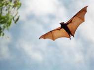 bat-flying