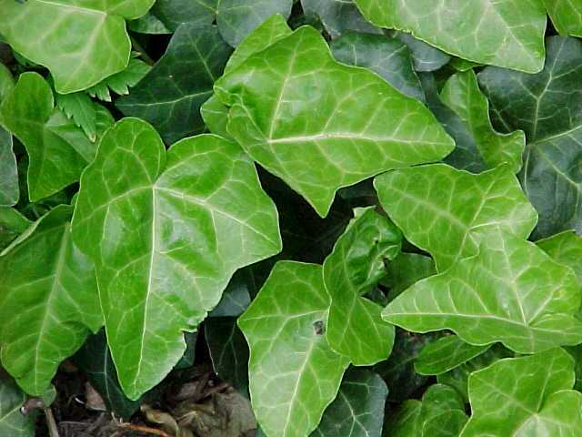 Researchers at the University of Tennessee reported that English ivy 