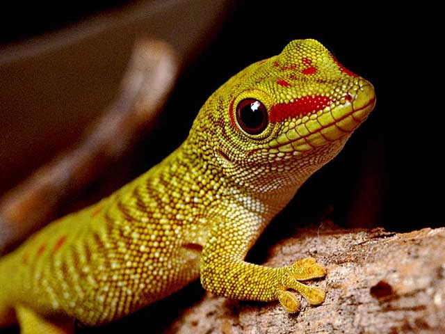 Baby geckos in texas poisonous: tattos of geckos - identify geckos in hawaii