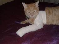 bandage-cat