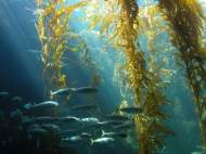 brown-algae-kelp